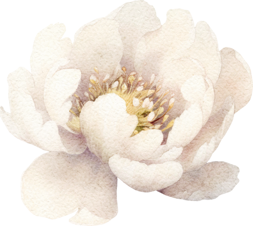 Watercolour White Peony Flower
