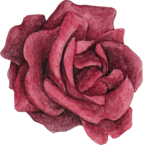 Watercolor Red Rose
