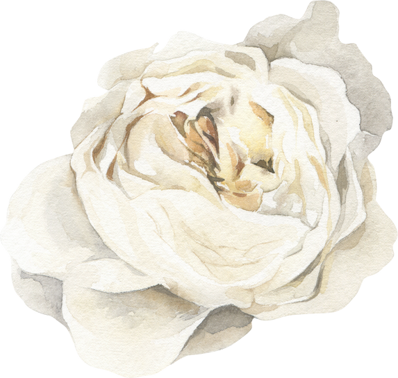 White Flower Blossom Watercolor